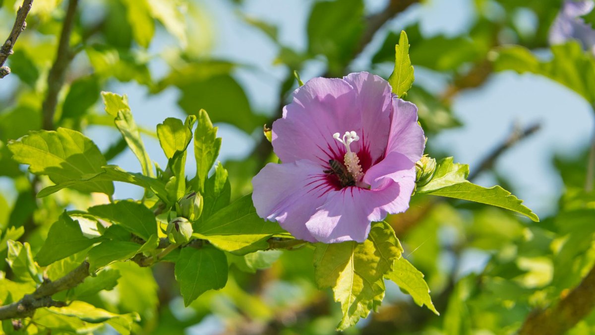 Hibiscus syriacus pruning
