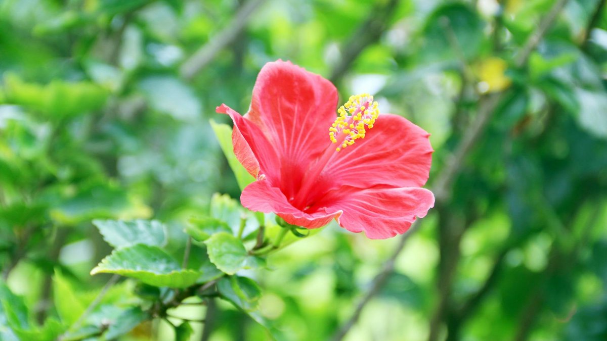 Hibiscus rosa-sinensis