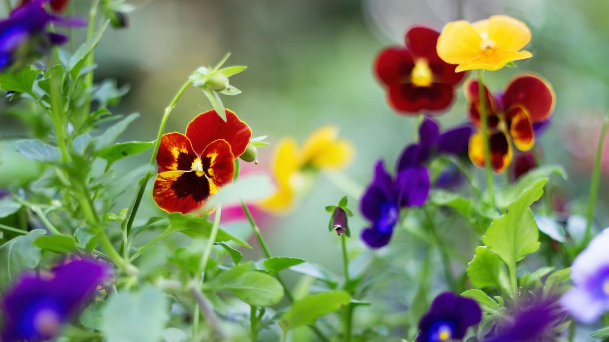 pansies winter flowers