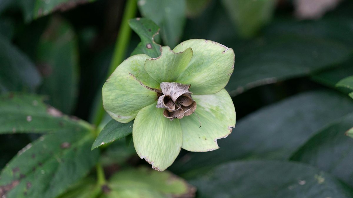 hellebores winter garden