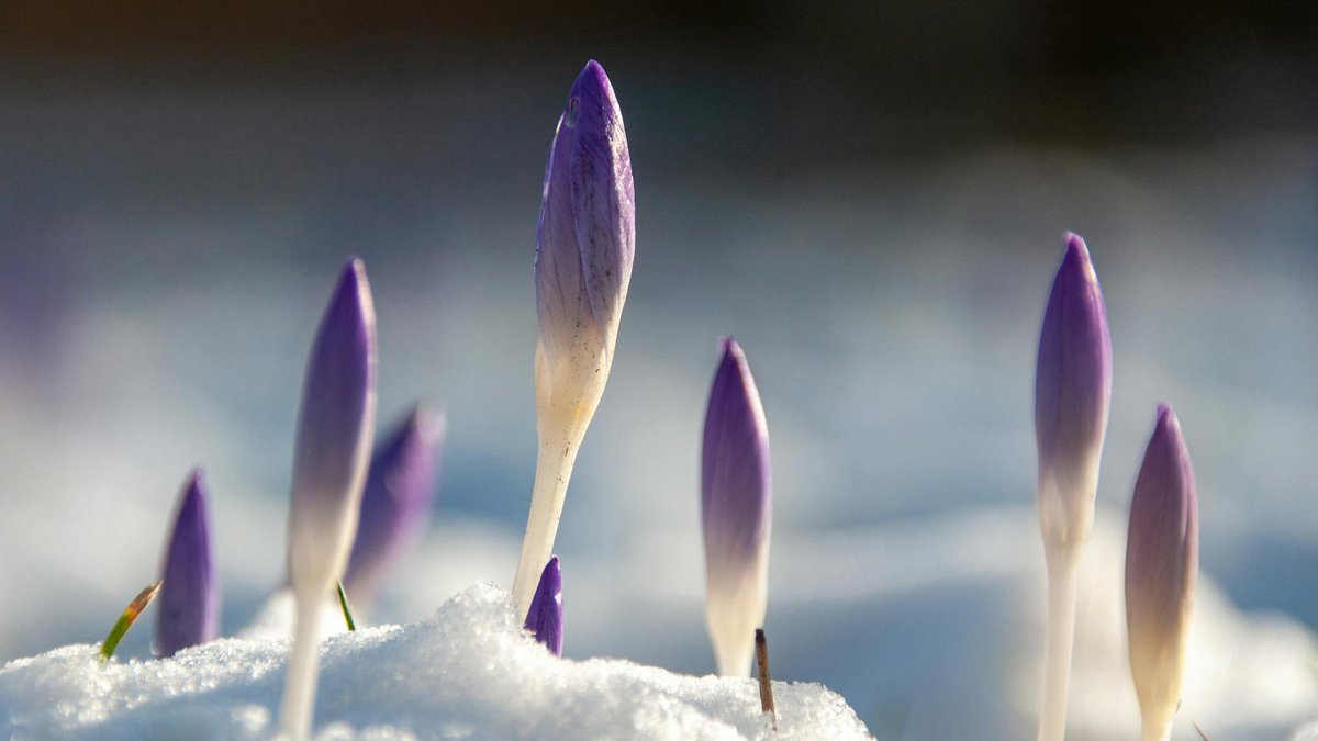 crocus winter flowers