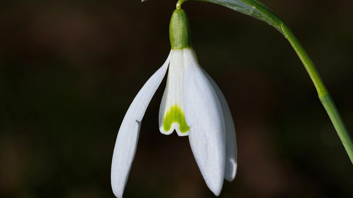 Galanthus nivalis