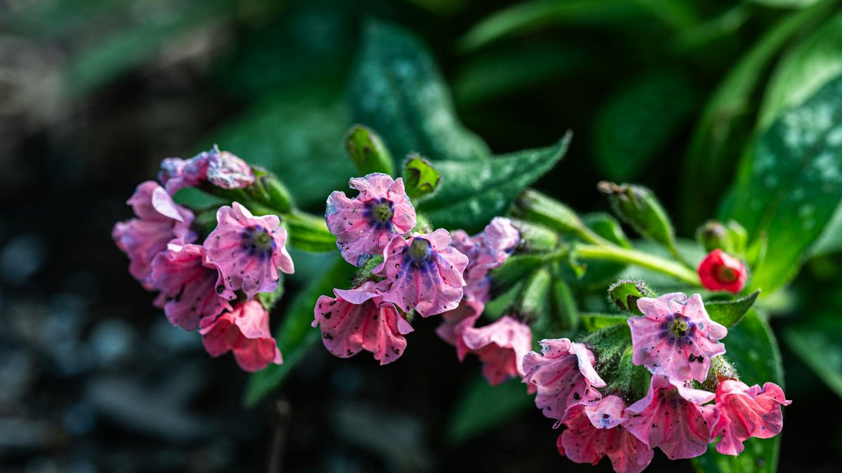 Pulmonaria officinalis