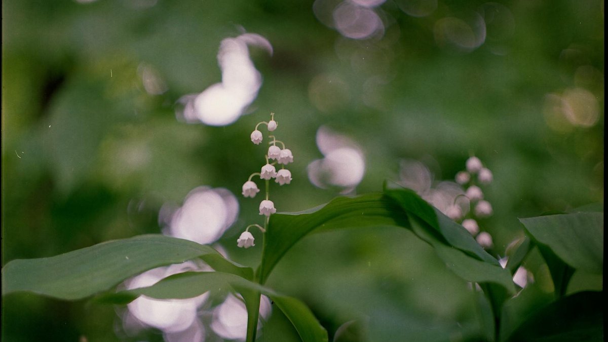 Convallaria majalis