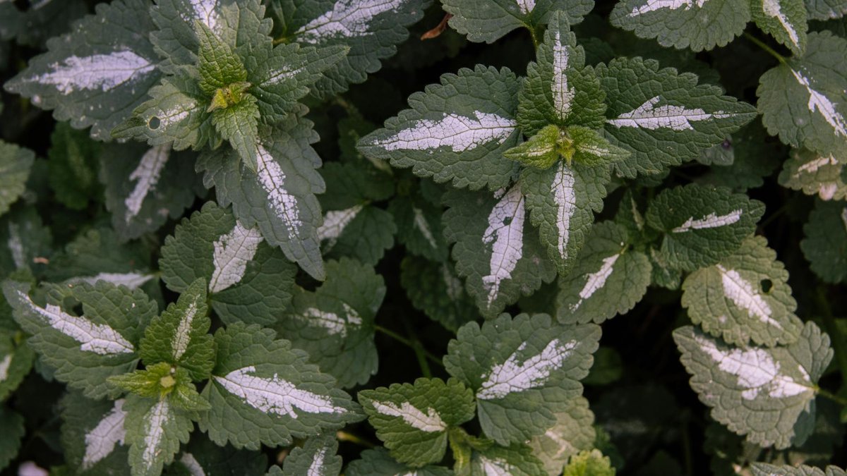 Lamium maculatum