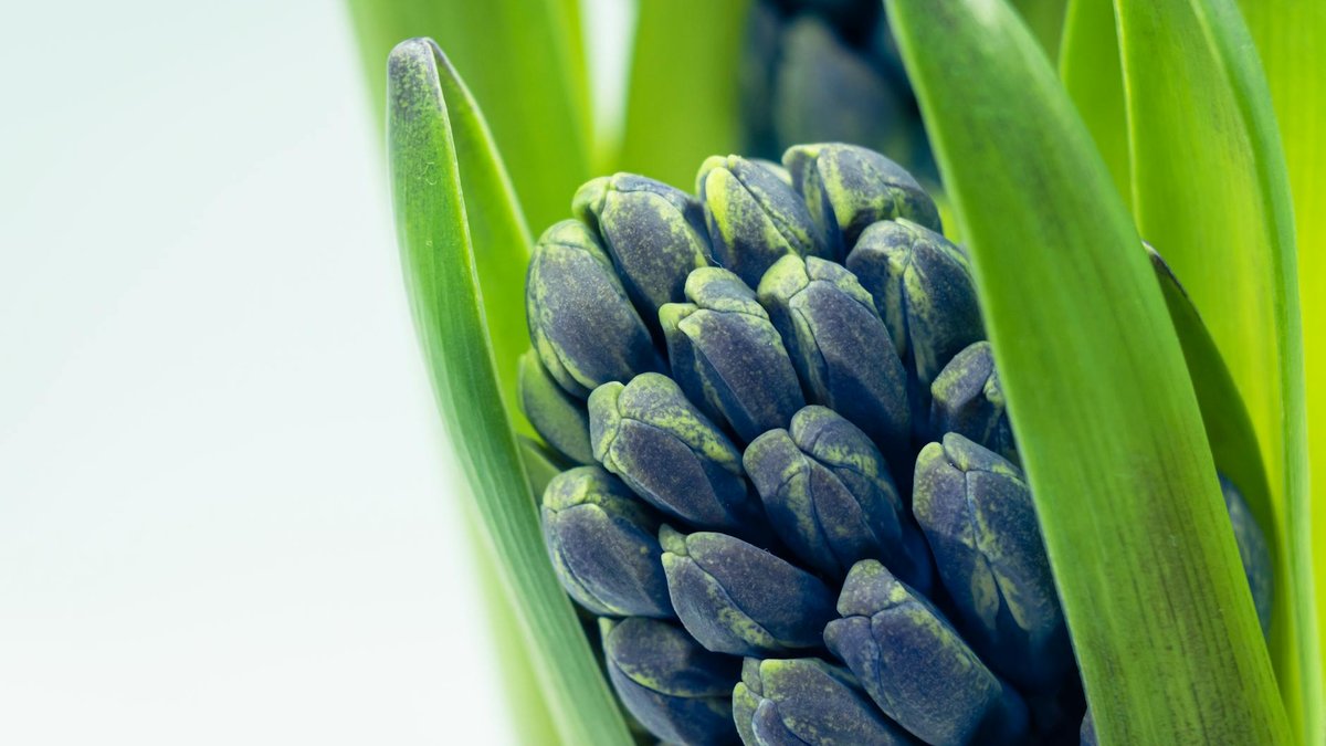 Hyacinthus orientalis