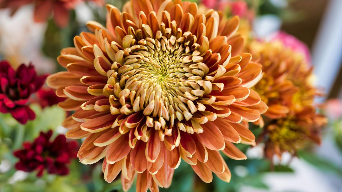 frost hardy mum