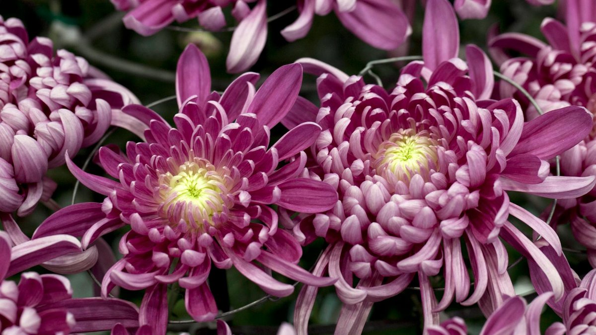 mums perennial garden