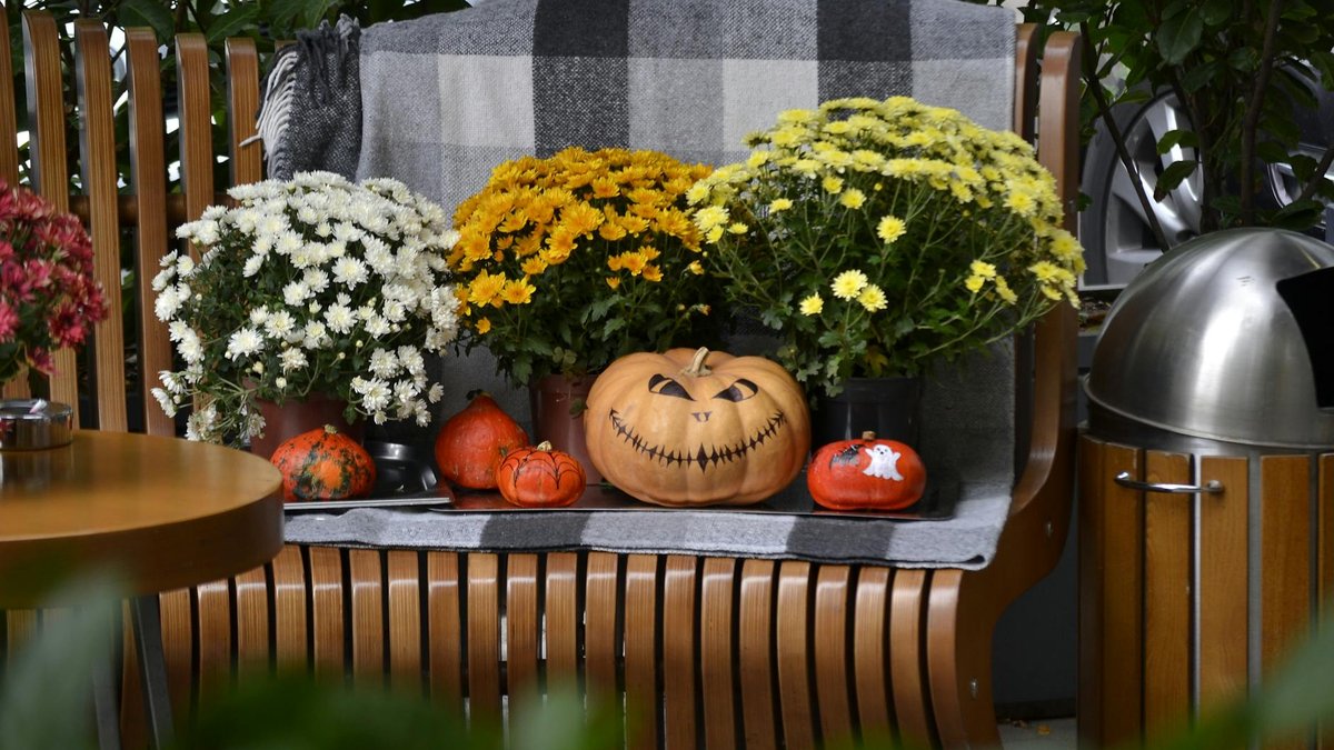 overwintering mums