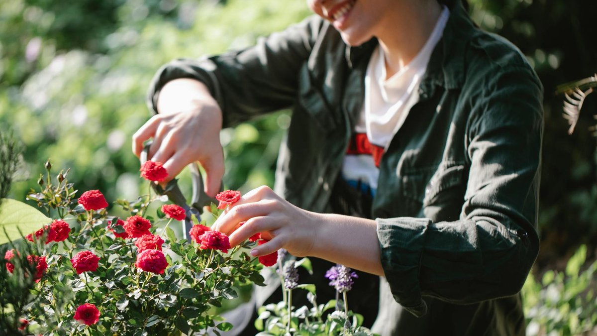 pruning roses autumn