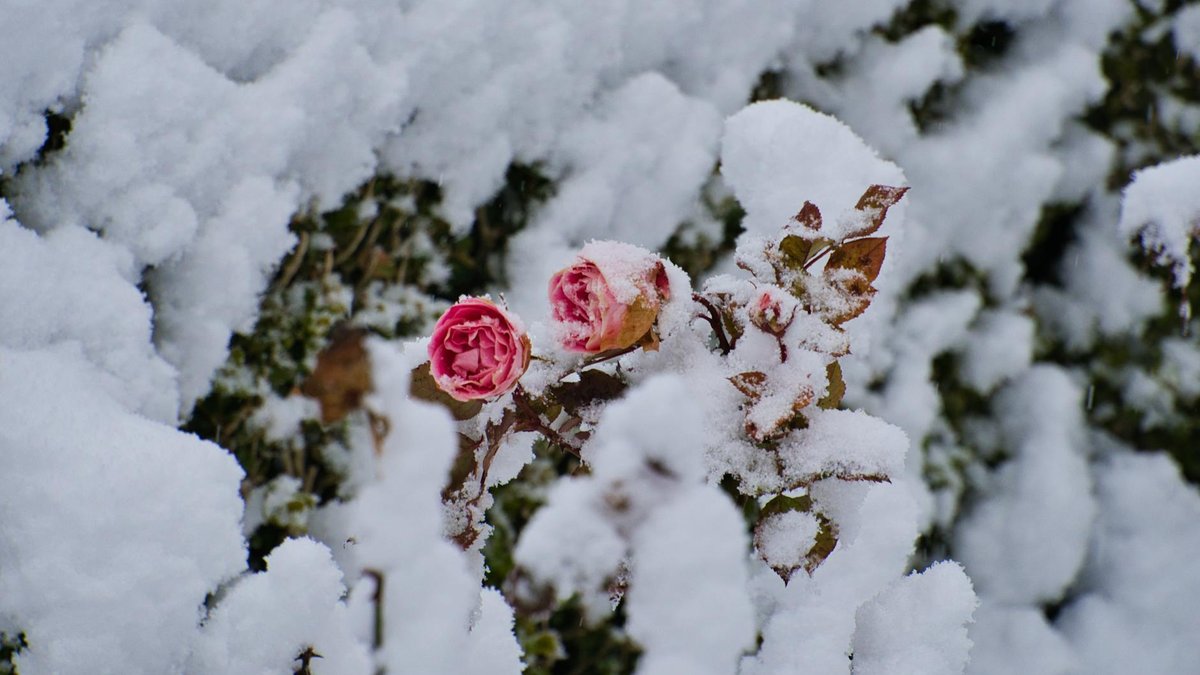 rose bush winter