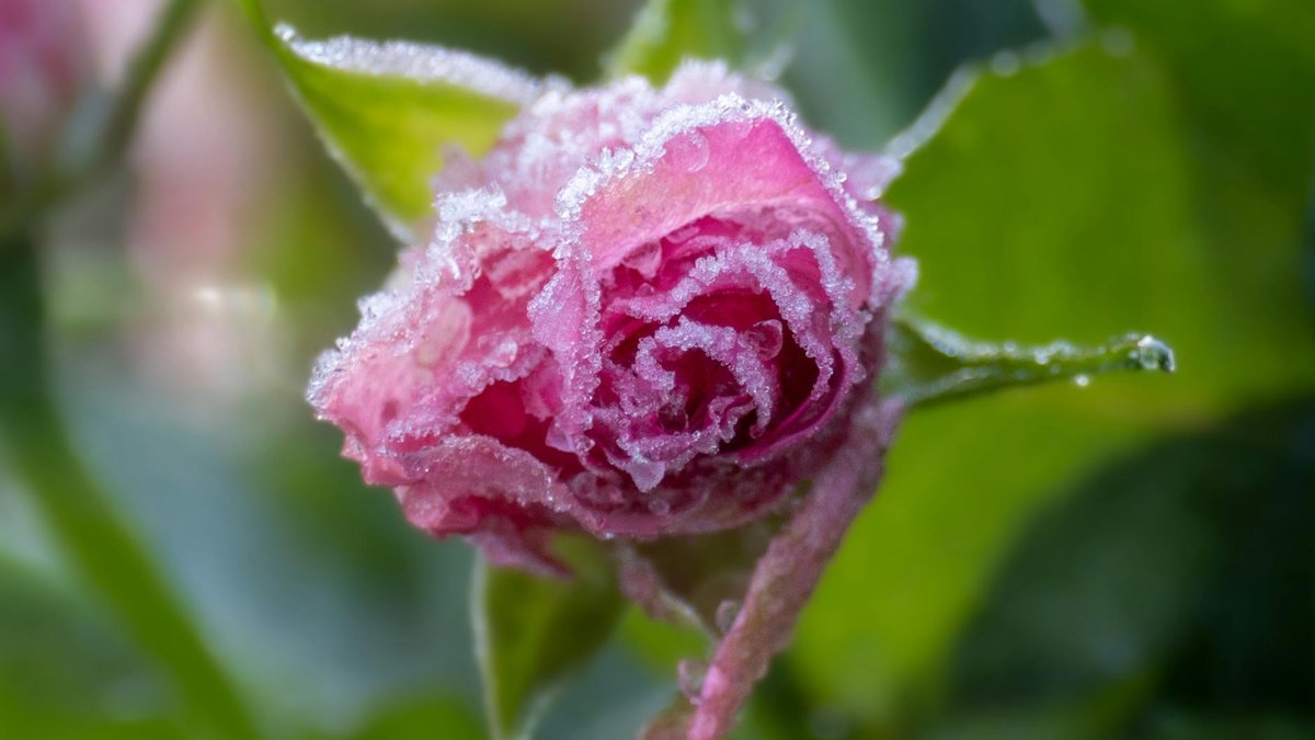 frost rose damage