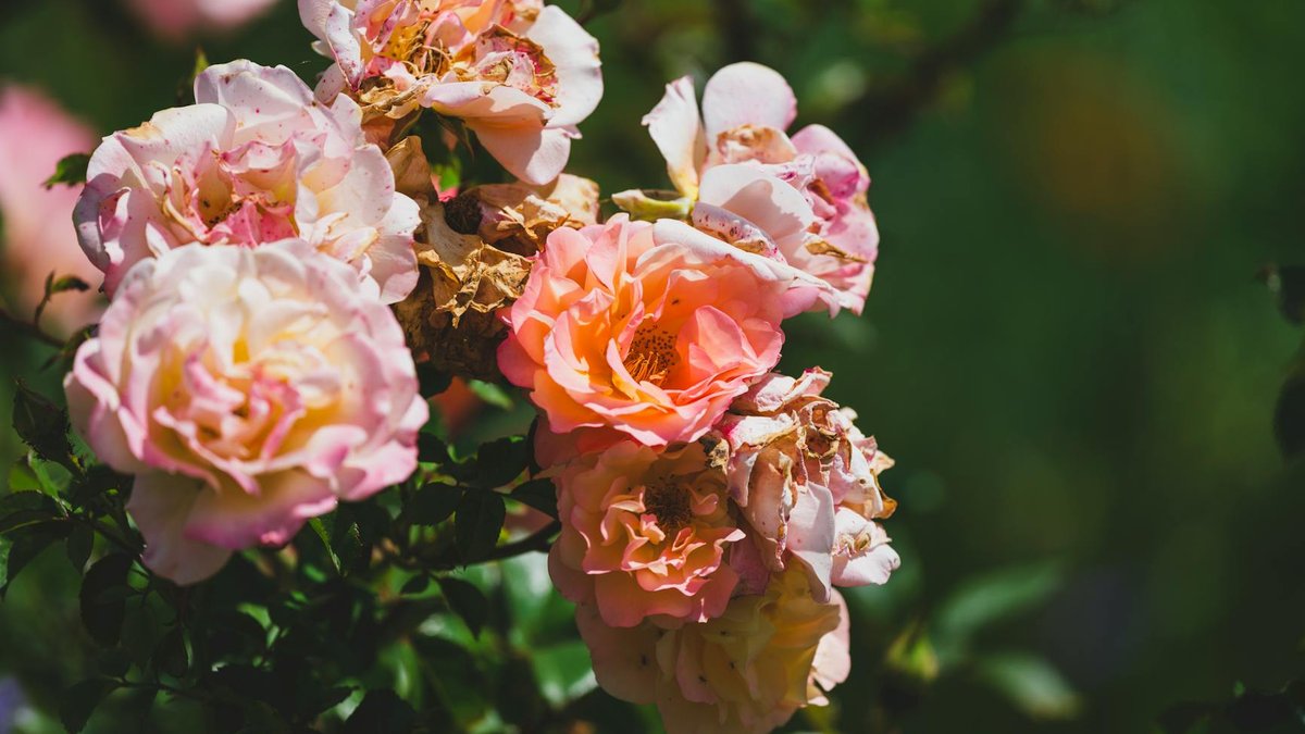 rose fungal disease