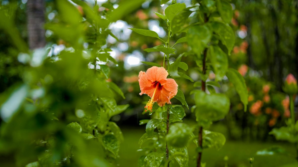 blooming hibiscus
