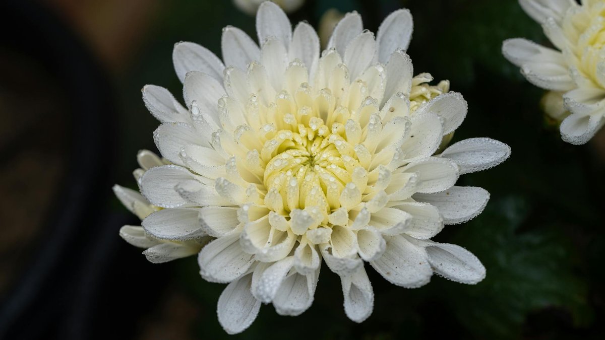 chrysanthemum frost damage