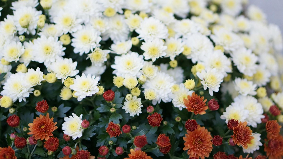 winterizing chrysanthemums