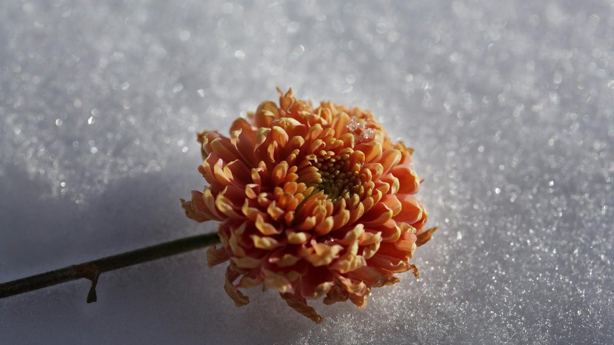 frozen chrysanthemum flowers