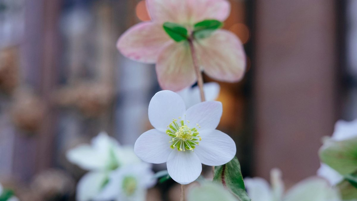 Helleborus orientalis