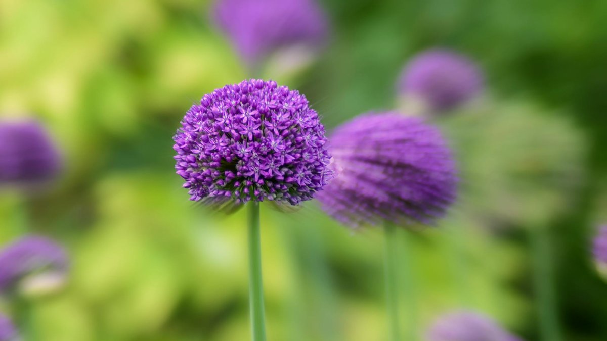 planting allium bulbs
