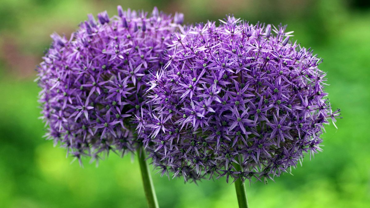 allium giganteum