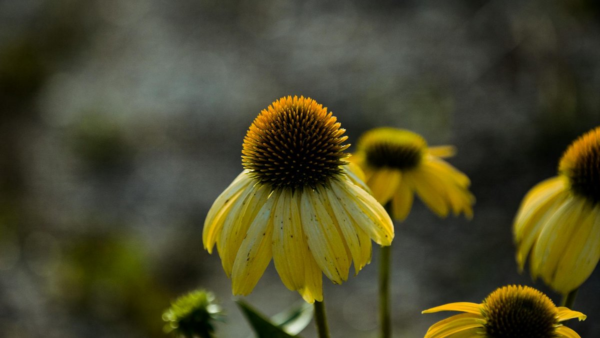 echinacea seed heads