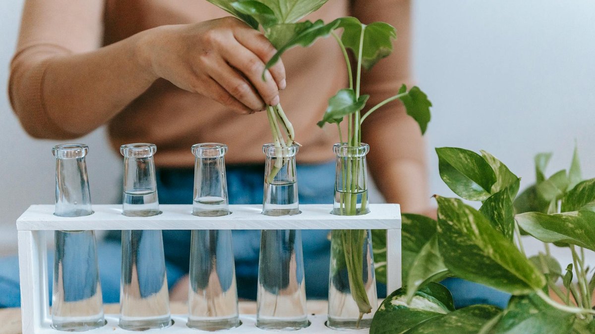 pothos propagation cutting