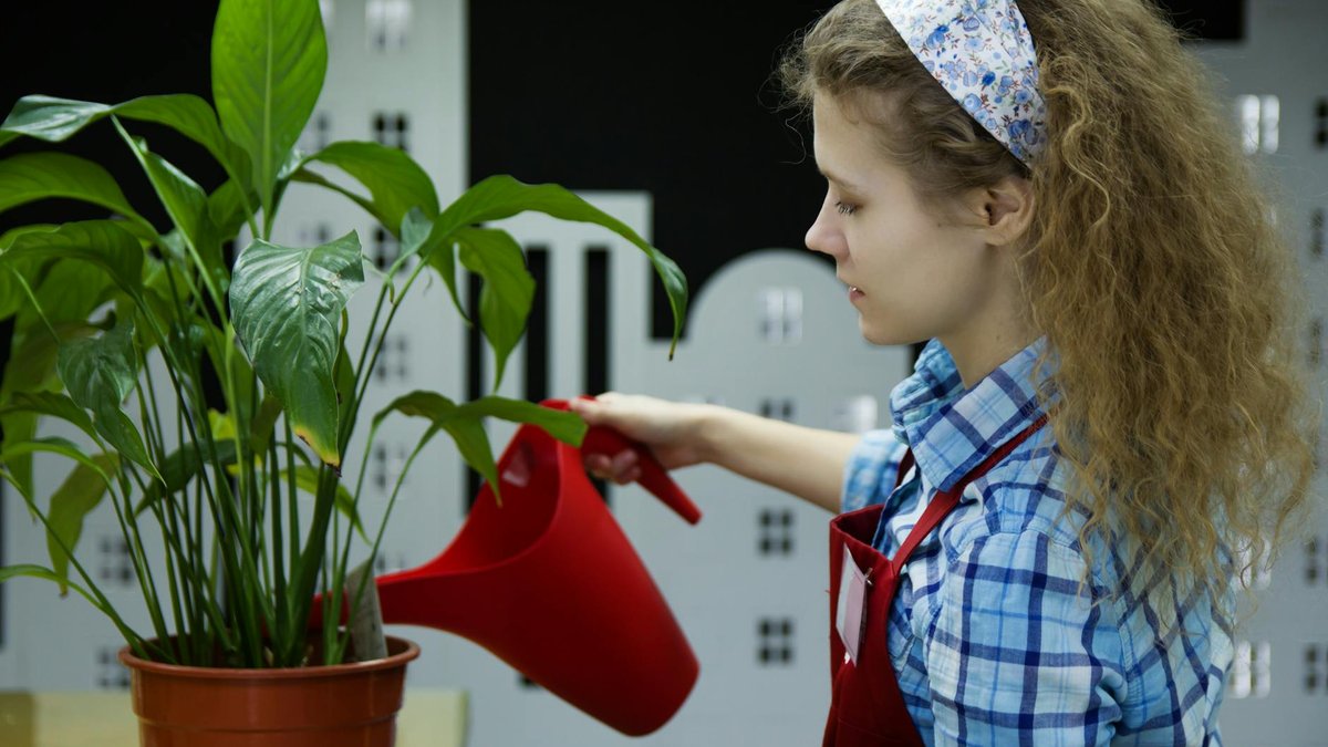 Spathiphyllum watering