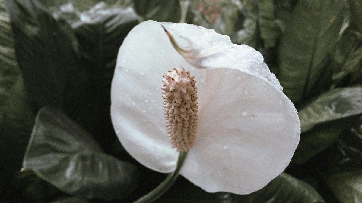 Spathiphyllum humidity tray