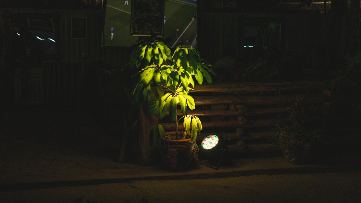 night simulation plants