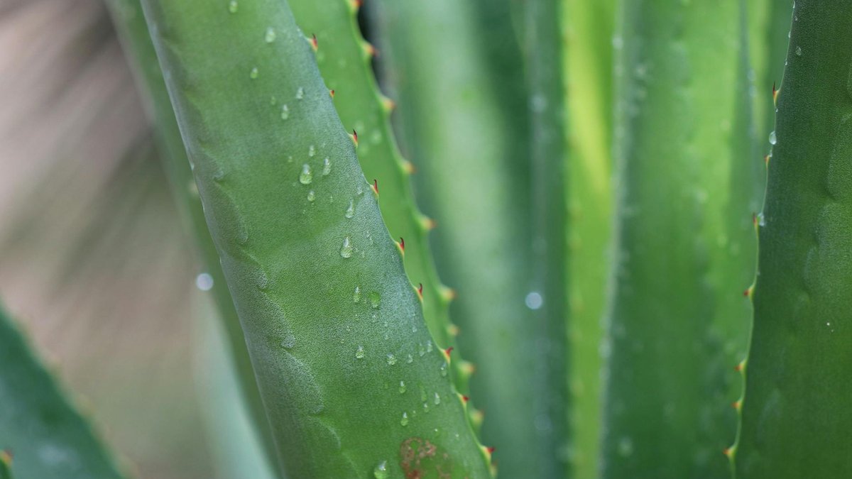 water aloe vera
