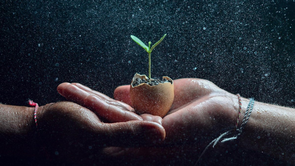 eggshells soil myth