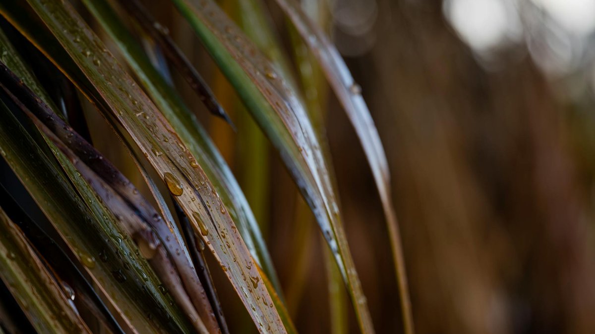 soaking air plants
