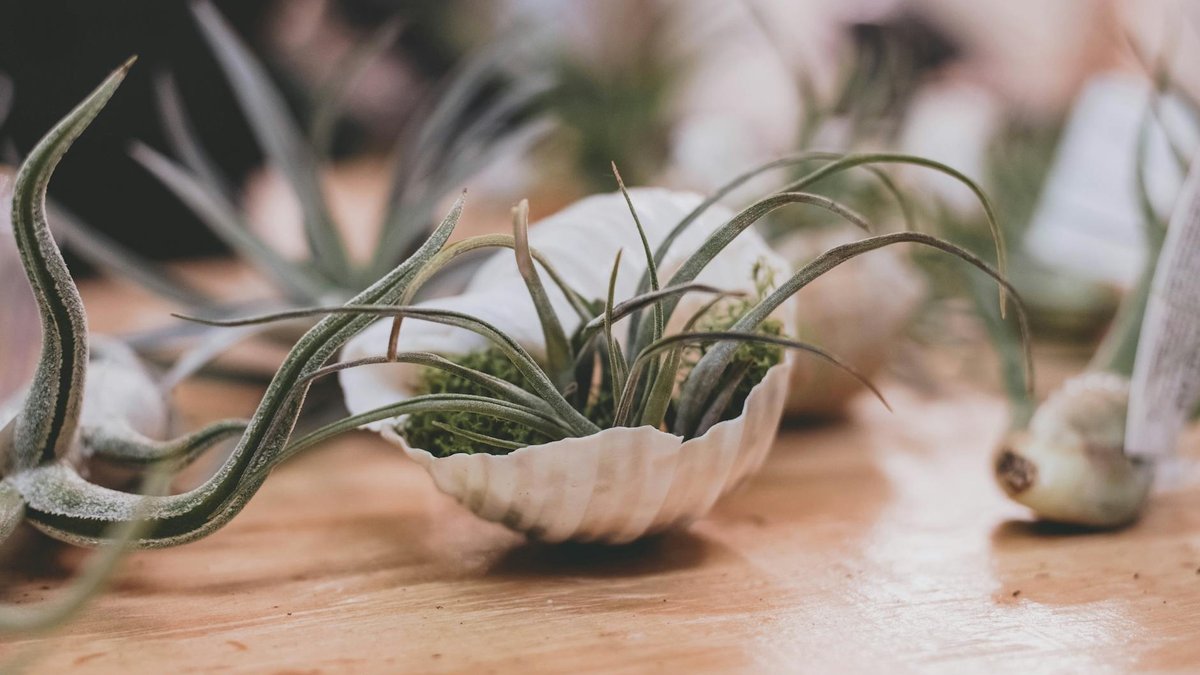 drying air plants