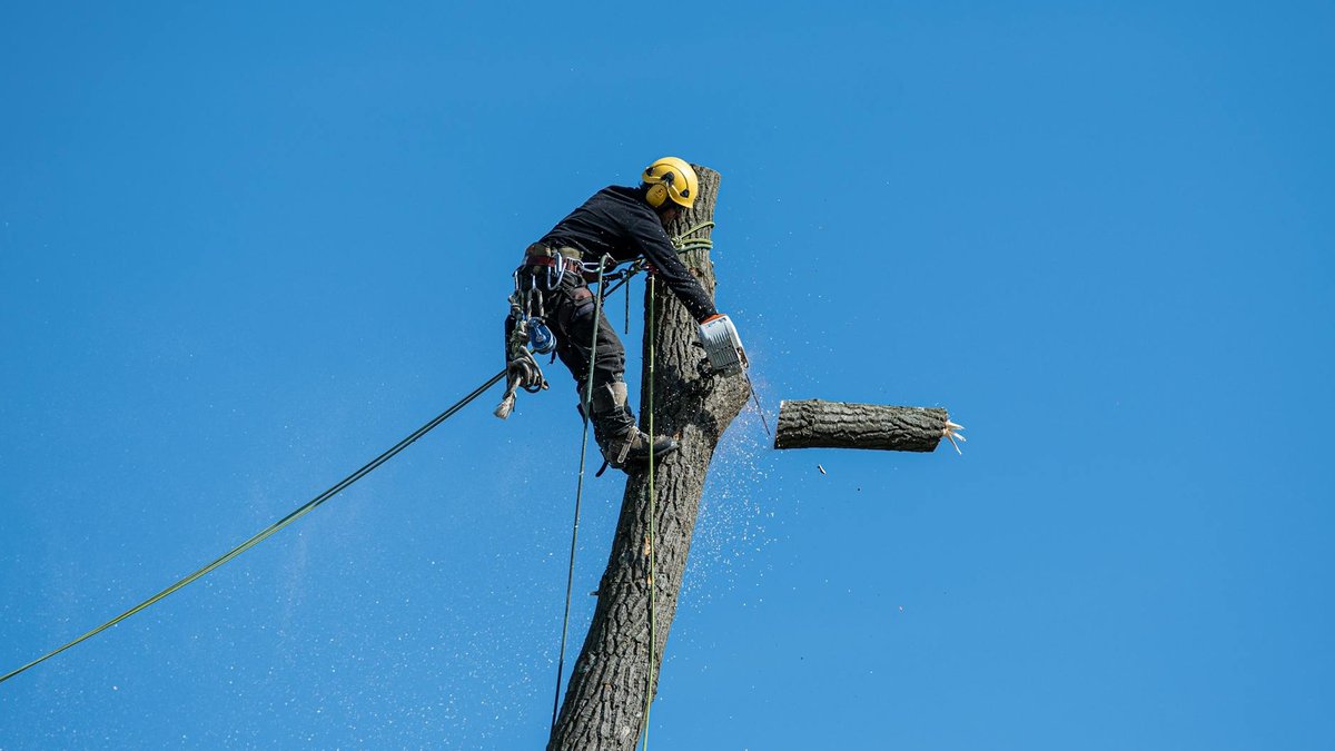tree removal