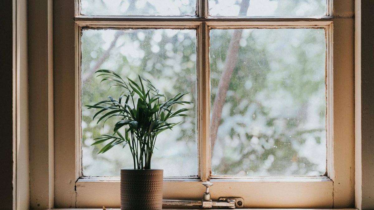 south window plant