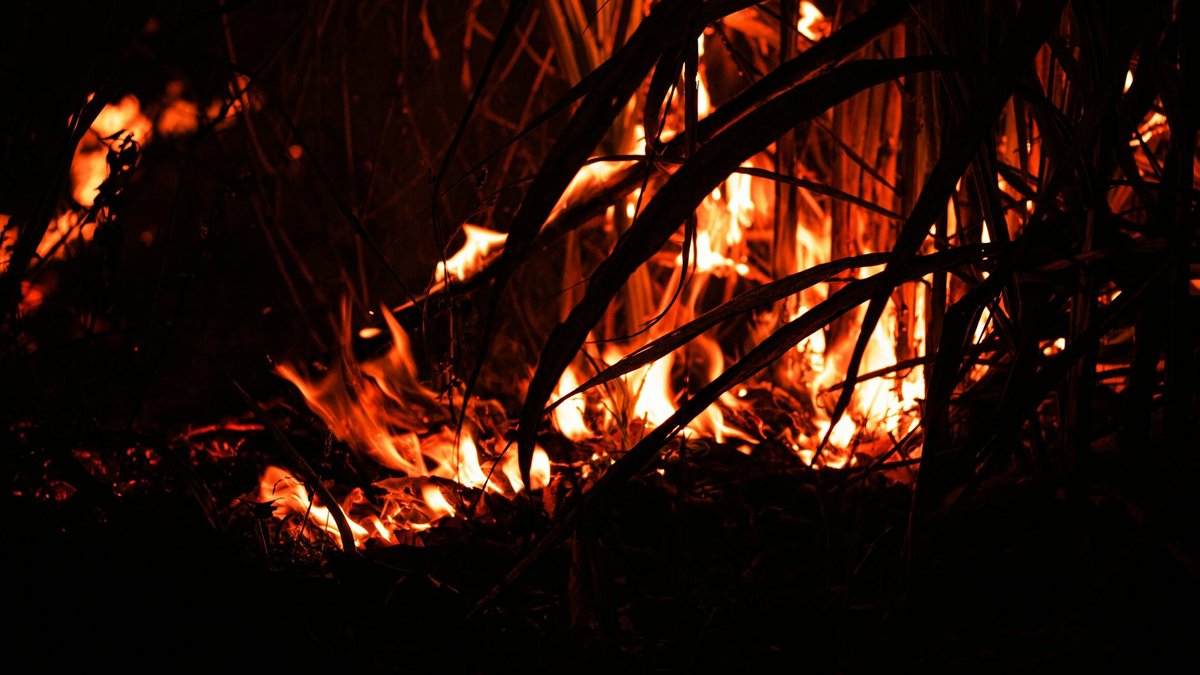 plant burn leaves