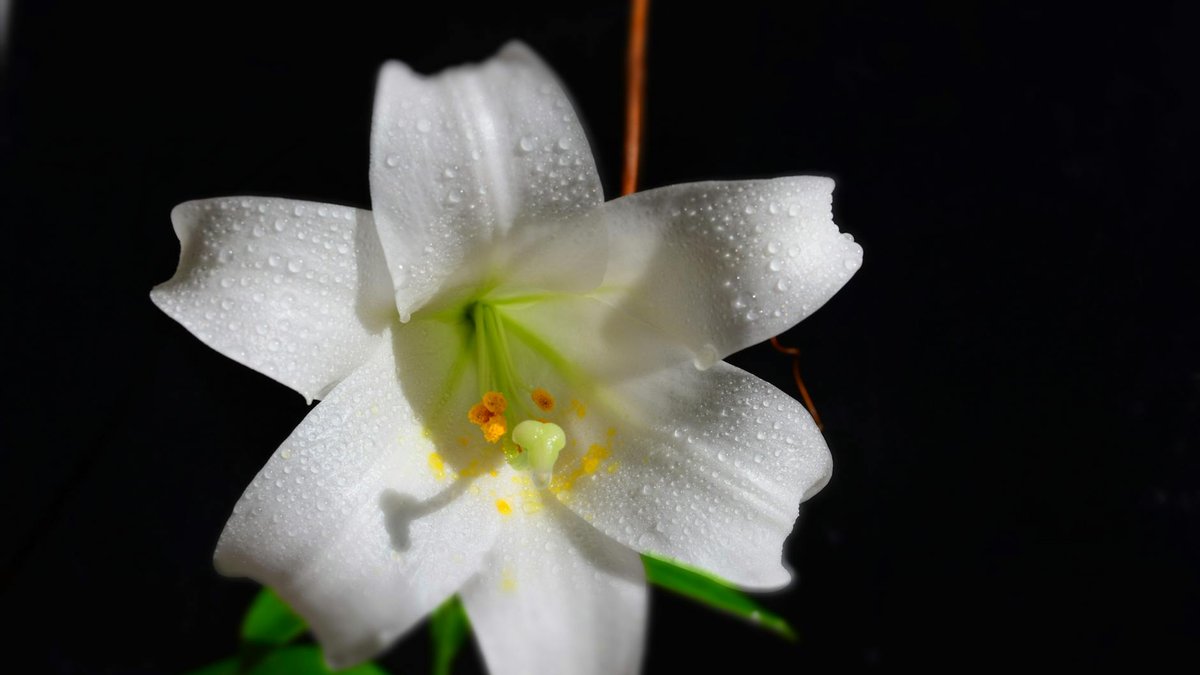 Easter lily planting
