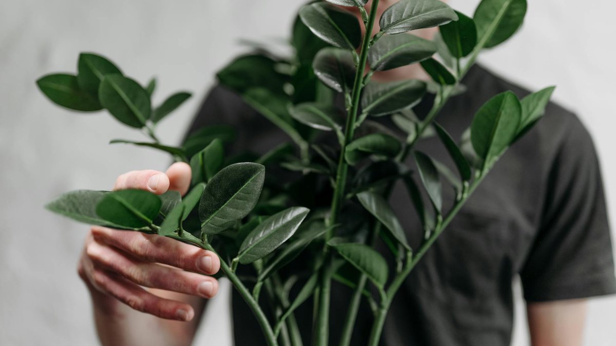 ZZ plant leaves