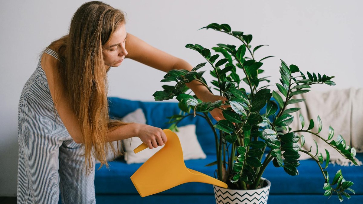 ZZ plant watering