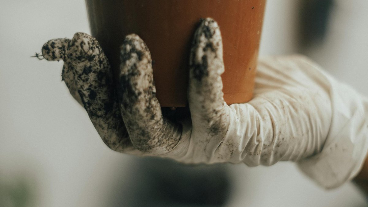 moldy potting soil