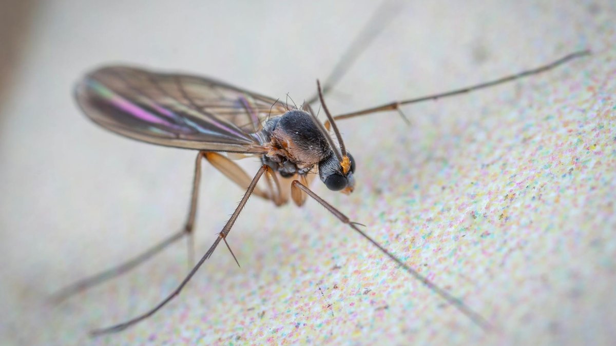 soil fungus gnats