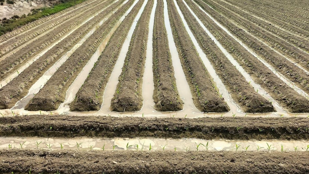 waterlogged soil test
