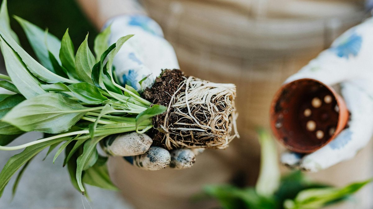 spathiphyllum root-bound