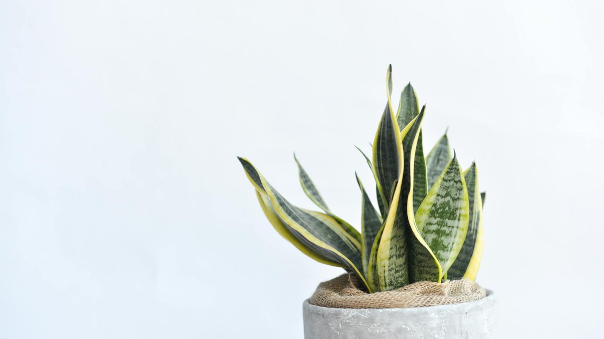 sansevieria small pot