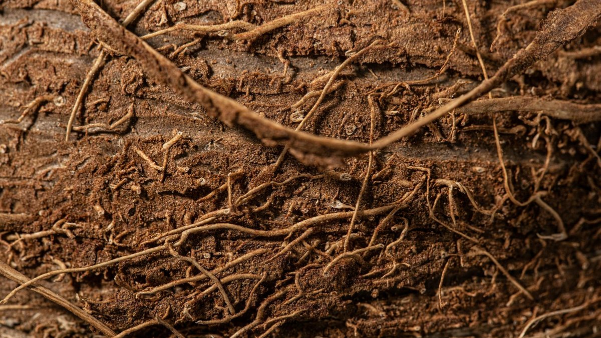 roots soil structure