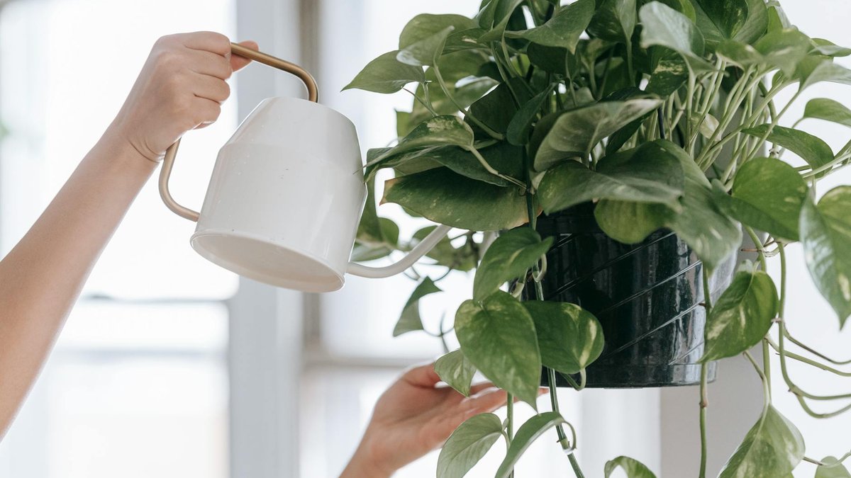 repotting pothos plant