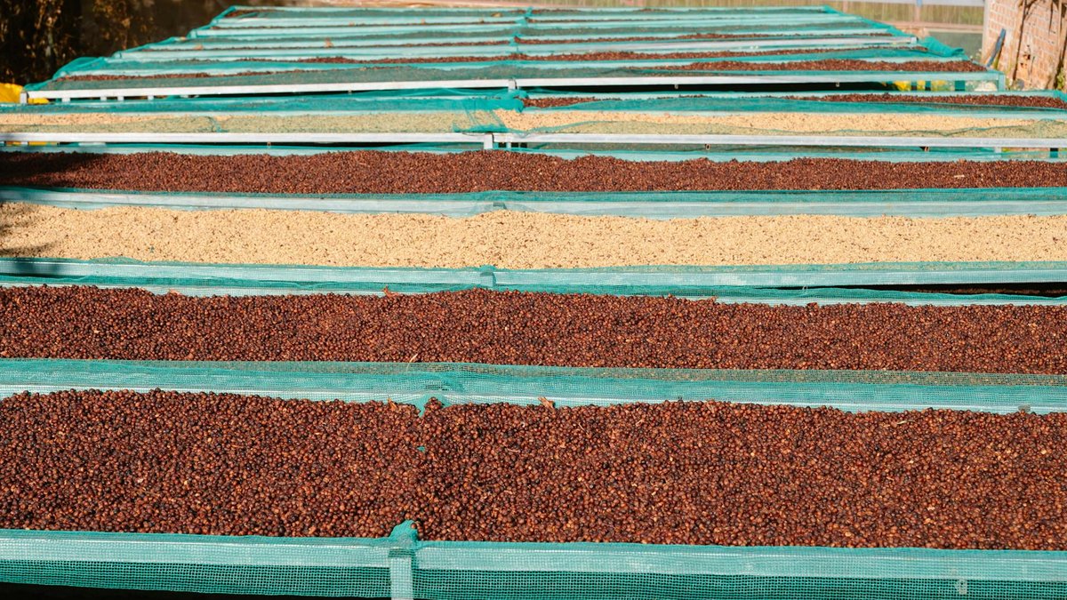 coffee grounds drying