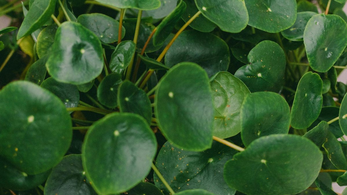 pilea peperomioides