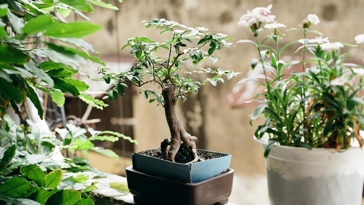 small garden
