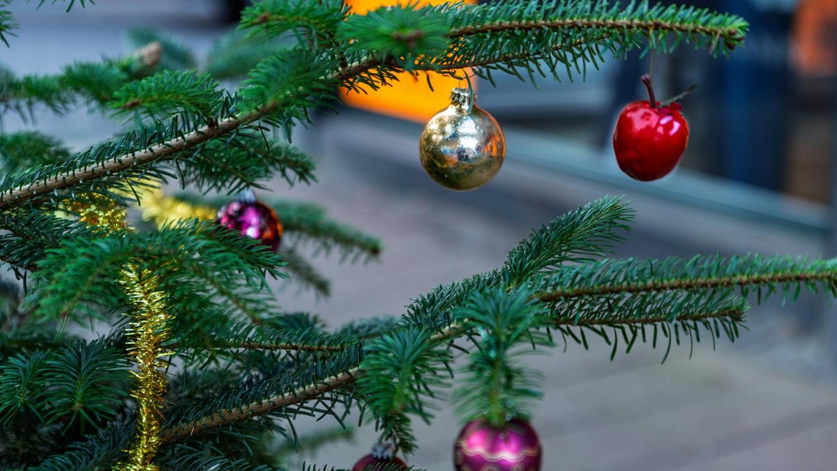ornamental tree